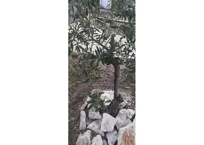 Casa A 180 Mt Dal Mare Ideale Per Famiglie Con Cani Tatil Evi